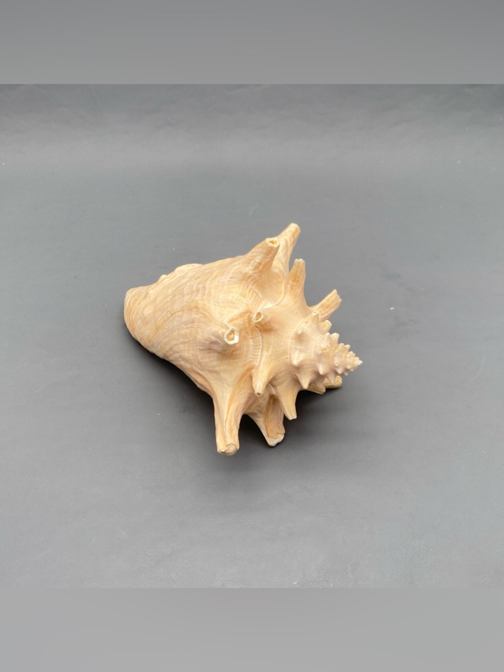 Large Spiked Conch Shell Beautiful Natural Beach Home Decor